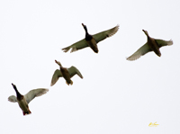Ring necked Ducks
